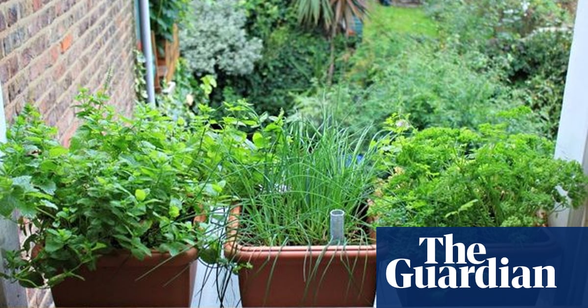 Stuck For Space To Grow Try Planting Herbs In Containers Live Better The Guardian Try Planting Herbs In Containers, How To Start A Patio Herb Garden