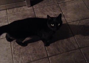 Pets with black fur: why don't you look good on social media? | World