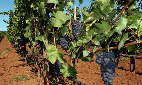 Lighter red wines | Wine | The Guardian