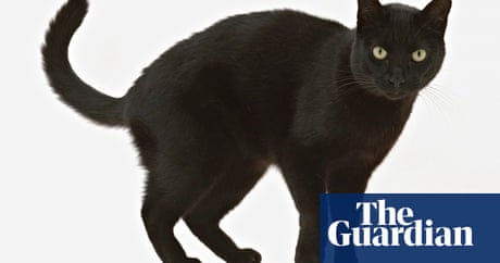 Generation Selfie Is Spurning Black Cats Cats The Guardian Generation Selfie Is Spurning Black Cats Cats The Guardian