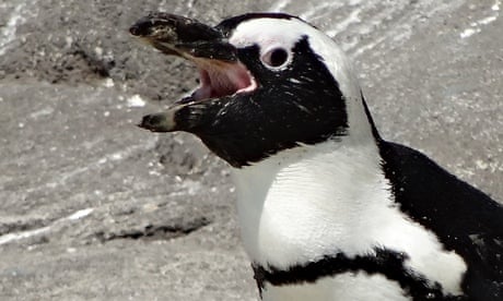 An African penguin vocalising