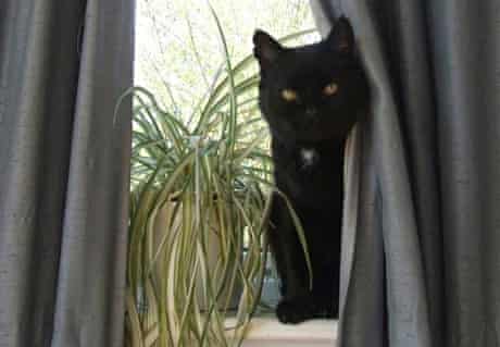 Generation Selfie Is Spurning Black Cats Cats The Guardian Generation Selfie Is Spurning Black Cats Cats The Guardian