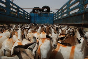 In pictures: Goats crushed into a truck near Hargeysa, Somaliland