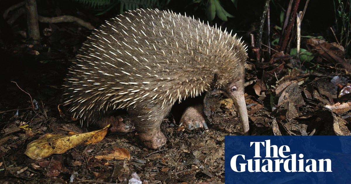 Species named after Sir David Attenborough - in pictures | Environment