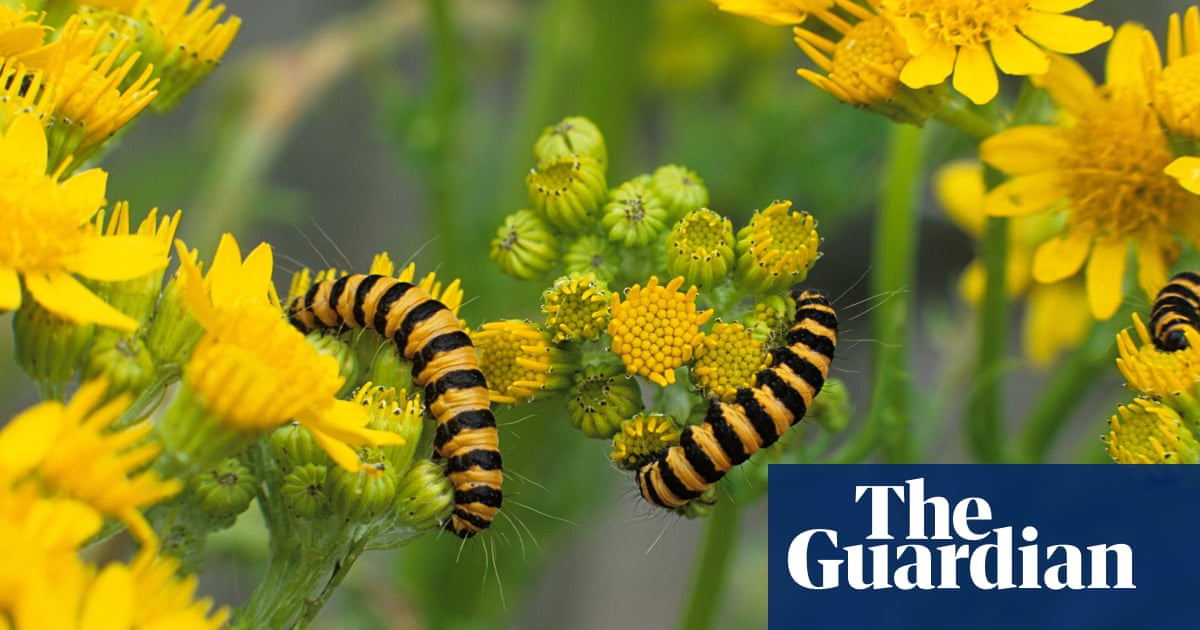 Shining Blossoms That Divide Opinions Wild Flowers The Guardian