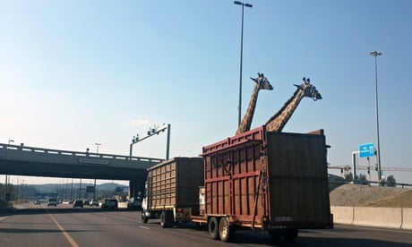 A pair of giraffes being transported in a crate apprach a low bridge in Centurion, South Africa