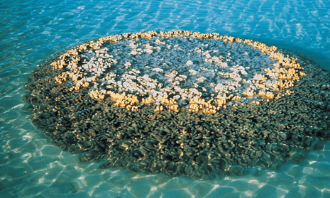 Porites coral 