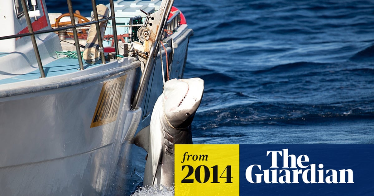 Акула-мако (Isurus oxyrinchus) или Shortfin mako shark GameFishing - Трофейная р