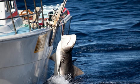 Shark cull policy