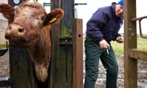 Cattle undergoing routine testing for TB by a vet on a farm in the Scottish Borders.