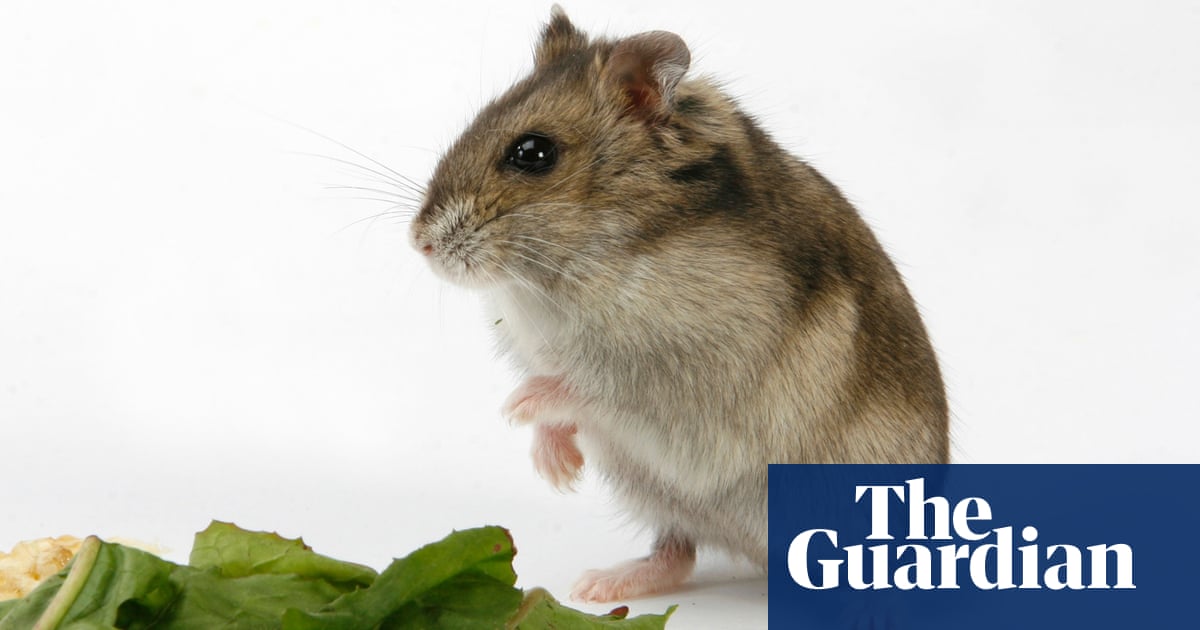 Hamsters Pizzas And Playgrounds Pets The Guardian,Corian Vs Granite Countertops