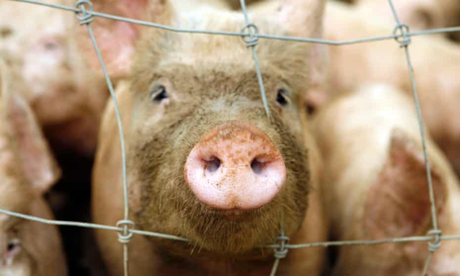 In a herd, one pig pokes his or her muddy snout through a wire fence