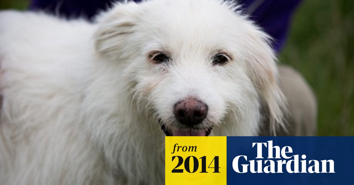 Dolly Parton Offers To Take Home Dog Found At Glastonbury Festival Uk News The Guardian