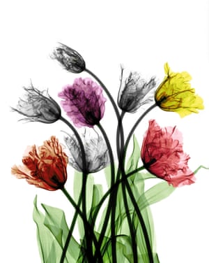 Coloured X-ray of tulips.