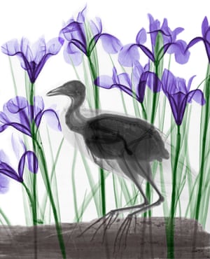 Coloured X-ray of a coot and iris flowers.