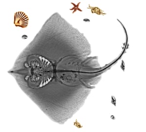 Ray fish (order Batoidei), coloured X-ray.