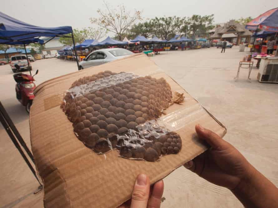 Pangolin scales costing 500RMB (   48) are seen for sale at an outdoor market catering to Chinese tourists, just yards from the Chinese official border post, in Daluo, the border town with Burma, Xishuangbanna, Yunnan Province, China