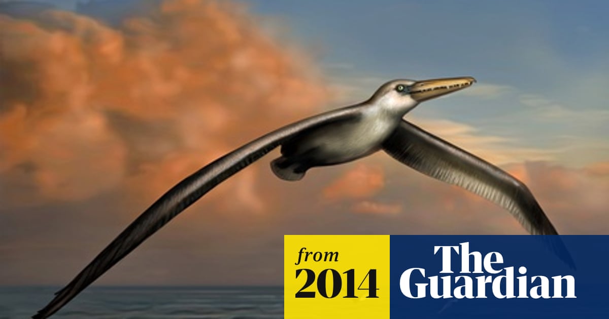 Fossils dug up at airport may be largest flying bird ever found