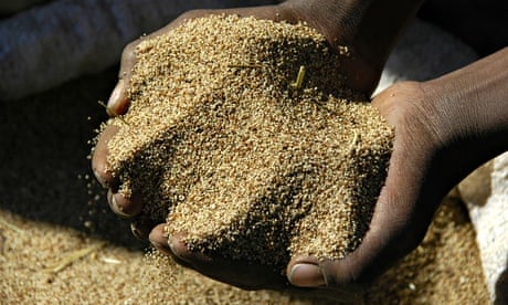 FDP is used by farmers across Burkina Faso, Niger and Nigeria. Photograph: Image Broker/REX