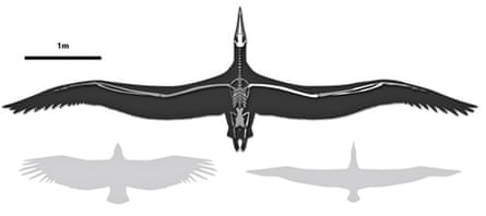 Skeletal reconstruction of the ancient bird Pelagornis sandersi 