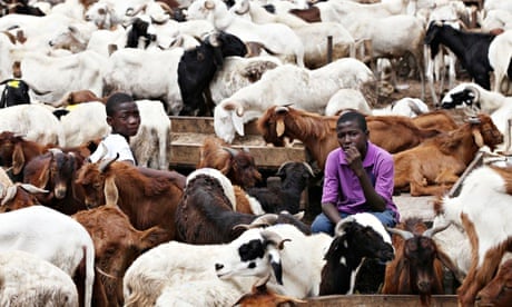 Using a 'total mixed ration' has been found to reduce labour costs and increase animal health. Photograph: Sunday Alamba/AP
