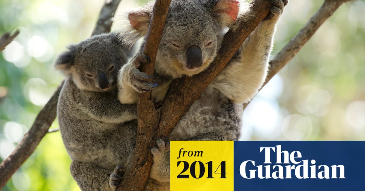 Byron Bay Development Opposed As Too Big And A Threat To Koalas