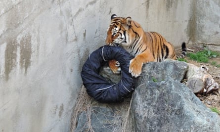 Tyranny Uundgåelig skuffe Zoo jeans: would you wear denim custom ripped by lions and tigers? | Jeans  | The Guardian