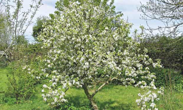 Live Better: Maddy Harland Permaculture Pear Tree