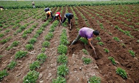 Farmers plant potatoes in Villapinzon, in central Colombia