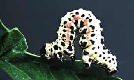 Magpie moth caterpillar Abraxus grossulariata. Image shot 2002. Exact date unknown.