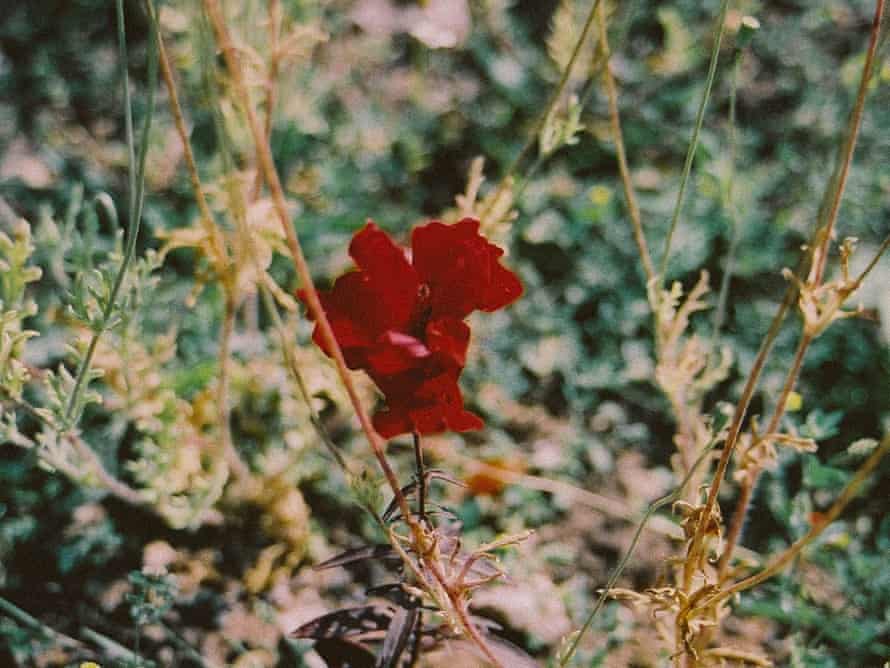 Flower in Pomona