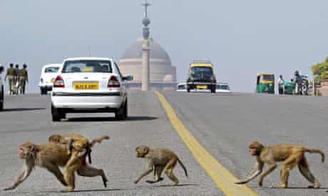 Indian Parliament Hires Monkey Impersonators To Restore Order India The Guardian