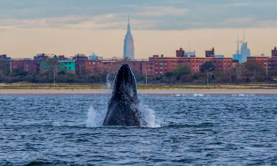 New York whale