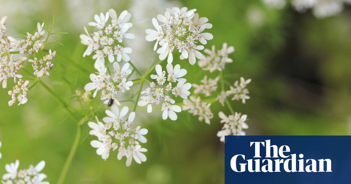 Ten Of The Best Herbs To Grow In Containers Life And Style The