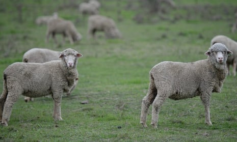 Sheep near Canberra