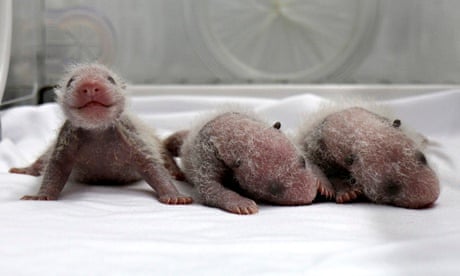 Newborn giant panda triplets in an incubator at the Chimelong Safari Park in Guangzhou