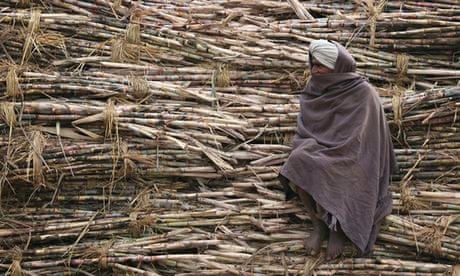 A farmer sits on a heap of sugarcane at roadside jaggery factory at Bhoothgarh village