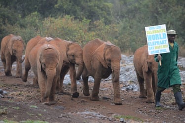 This picture taken on August 12, 2014, during the World elephant day, shows orphan baby elephants at the David Sheldrick Elephant Orphanage, at the Nairobi National Park, in Nairobi.