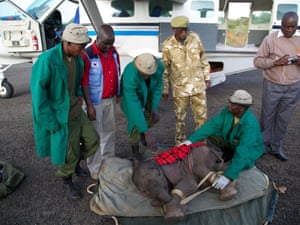 A team of elephant carers carry the orphaned baby by stretcher so it can loaded onto the aircraft and taken to The DSWT