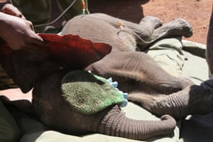 Malnourished and wounded, emergency treatment is provided at the scene of the rescue