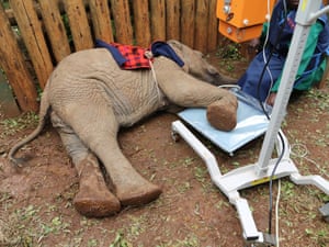 An elephant with a leg wound is prepared for an x-ray of its injured foot