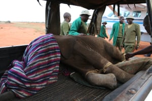 A team transfer an elephant in Northern Kenya. They will undertake a rescue when elephants are orphaned by poaching, habitat destruction and human conflict; they are often malnourished, dehydrated and weak and can have a multitude of injuries caused by bullets, snares, machetes and even spears.