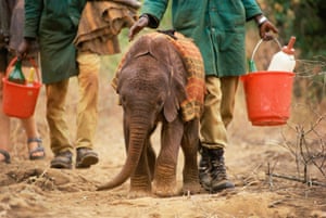 Natumi, four weeks old, walked by keepers, David Sheldrick Wildlife Trust. The first few weeks after a rescue are critical, many orphans arrive extremely weak, emaciated and in a state of shock.