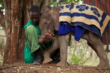 Wasin is approximately 2 weeks old and was rescued from community land outside of Lewa in Lakiapia (on the slopes of Mount Kenya).