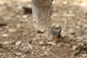 An rescued elephant’s trunk; trapped in a manmade well, this orphan had been attacked by predators during the night before it was spotted and rescued.