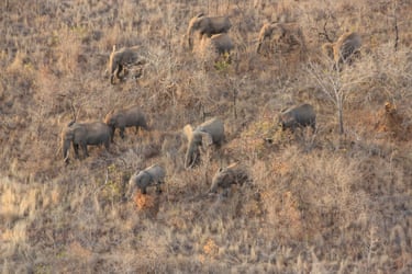 Aerial Surveillance ensures herds with calves can be better protected against poaching activities, and any lone elephant calves can be spotted and rescued