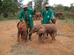 This year the charity has rescued six orphaned elephants. Rob Brandford, Director says “In 2003, we rescued 11 orphans. Last year we rescued 48 orphans, an unusually high number and the majority victims of poaching, but even that number is likely only a fraction of those out there.”