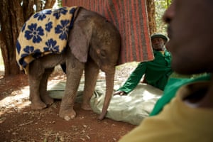 Wasin is approximately 2 weeks old .    For the youngest of rescues, blankets serve to mimic a mother elephant’s undercarriage during milk feeds. Several young elephants will not feed without their blankets which provide a sense of security and comfort