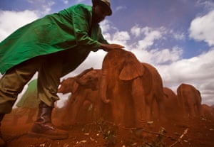 two-month-old orphaned baby elephant Ajabu is given a dust-bath in the red earth after being fed milk from a bottle by a keeper, as she is too young to do it herself.