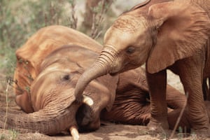 Orphan called Edie exploring Imenti an older male orphan. For orphaned baby elephants that have witnessed their mothers being killed, the company of other elephants and being able to play is one part of essential to overcoming trauma.